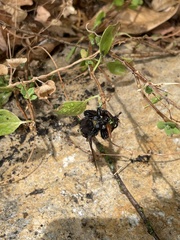 Mallophora leschenaulti