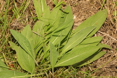 Centaurea nigra