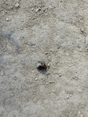 Pangaeus bilineatus