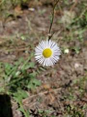 Erigeron pumilus