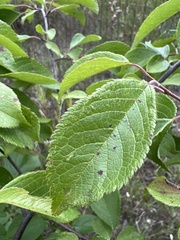 Prunus americana