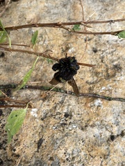 Mallophora leschenaulti