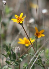Wedelia hispida