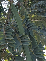 Cassia leptophylla