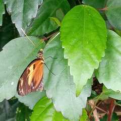 Heliconius