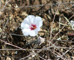 Convolvulus equitans