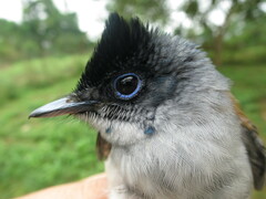 Terpsiphone atrochalybeia