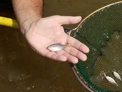 Rhodeus meridionalis