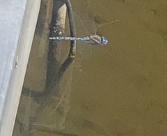 Rhionaeschna multicolor