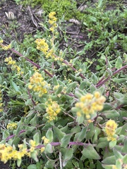 Tetragonia fruticosa