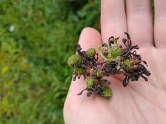 Taphrina robinsoniana