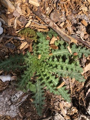 Cirsium palustre