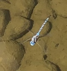 Rhionaeschna multicolor