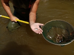 Rhodeus meridionalis