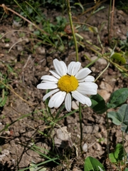 Anthemis cotula