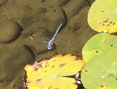 Rhionaeschna multicolor