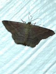 Scopula rubiginata