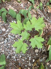 Acer