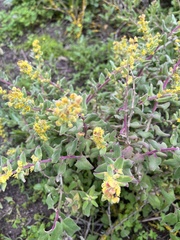 Tetragonia fruticosa