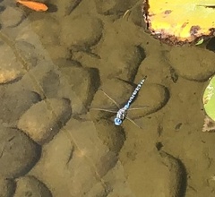 Rhionaeschna multicolor