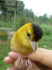 Ploceus sanctithomae