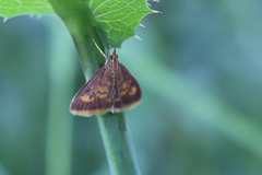 Pyrausta acrionalis