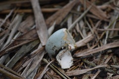 Ardeidae