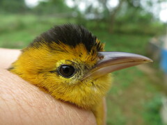 Ploceus sanctithomae