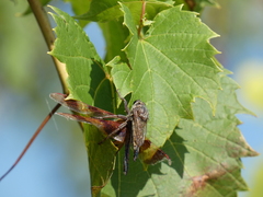 Proctacanthus milbertii