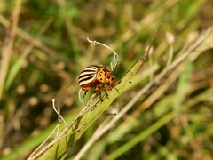 Leptinotarsa decemlineata
