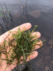 Pallavicinia lyellii