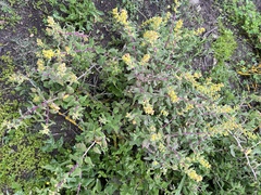 Tetragonia fruticosa