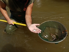 Rhodeus meridionalis