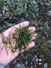 Pallavicinia lyellii
