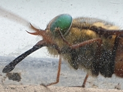 Tabanomorpha