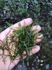 Pallavicinia lyellii