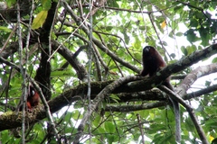 Plecturocebus discolor