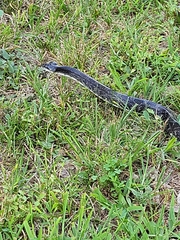 Pantherophis alleghaniensis