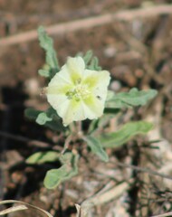 Chamaesaracha edwardsiana