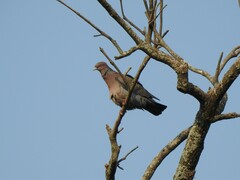 Patagioenas picazuro