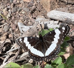 Limenitis weidemeyerii