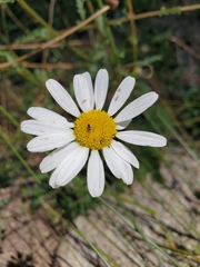 Anthemis cotula
