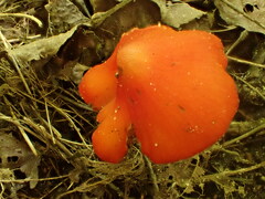 Hygrocybe conica