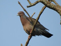 Patagioenas picazuro