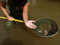 Rhodeus meridionalis