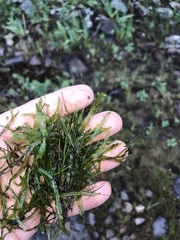 Pallavicinia lyellii