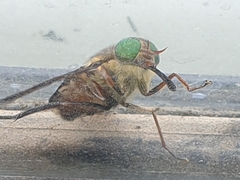 Tabanomorpha