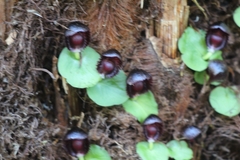 Corybas grumulus