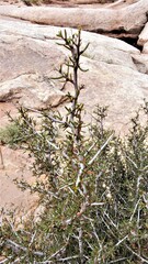 Cercocarpus intricatus