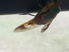 Tabanomorpha